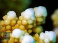 Acropora-DSC08531