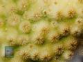 Cyphastrea-DSC08470