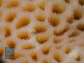 Goniastrea-DSC08496