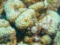 Goniastrea-DSC08833