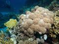 Goniopora-DSC01597