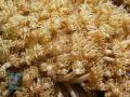 Goniopora-DSC08835