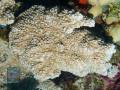 Montipora-DSC07966