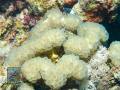 Plerogyra-DSC08744