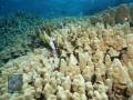 Porites-DSC01634