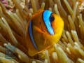 Amphiprion-bicinctus-DSC07817-b