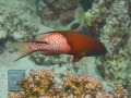 Bodianus-anthioides-DSC07741-b