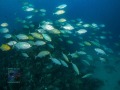 Carangoides-bajad-DSC01330-b