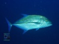 Caranx-melampygus-DSC08227-b