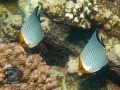 Chaetodon-larvatus-DSC00733-b