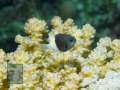 Chromis-dimidiata-DSC07550-b