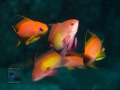 Pseudanthias-squamipinnis-DSC07574-b