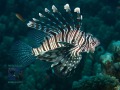 Pterois-miles-DSC07509-b