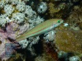 Thalassoma-rueppellii-juv-DSC07549-b