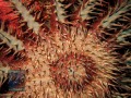 Acanthaster-planci-DSC00903-COTS-b