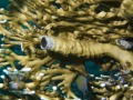 Ceraesignum-maximum-DSC08126-b