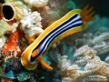 Chromodoris-quadricolor-DSC07848-b