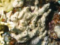 Crella_Grayella-cyathophora-DSC08121-b
