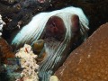 Octopus-cyanea-DSC08015-b