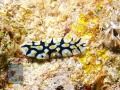 Phyllidia-rueppelii-DSC07671-b