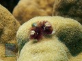 Spirobranchus-giganteus-in-Porites-DSC00792-b