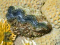 Tridacna-maxima-DSC08792-b