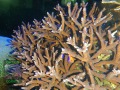 Acropora-sp.-`marineblau´