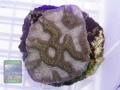 Oulophyllia-sp.