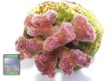 Pocillopora-damicornis-pink