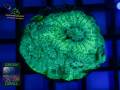 Acanthastrea echinata graugrün, Fluoreszenzaufnahme