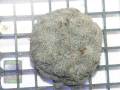 Acanthastrea echinata graugrün, Größe M
