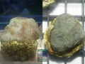 Acanthastrea echinata graugrün