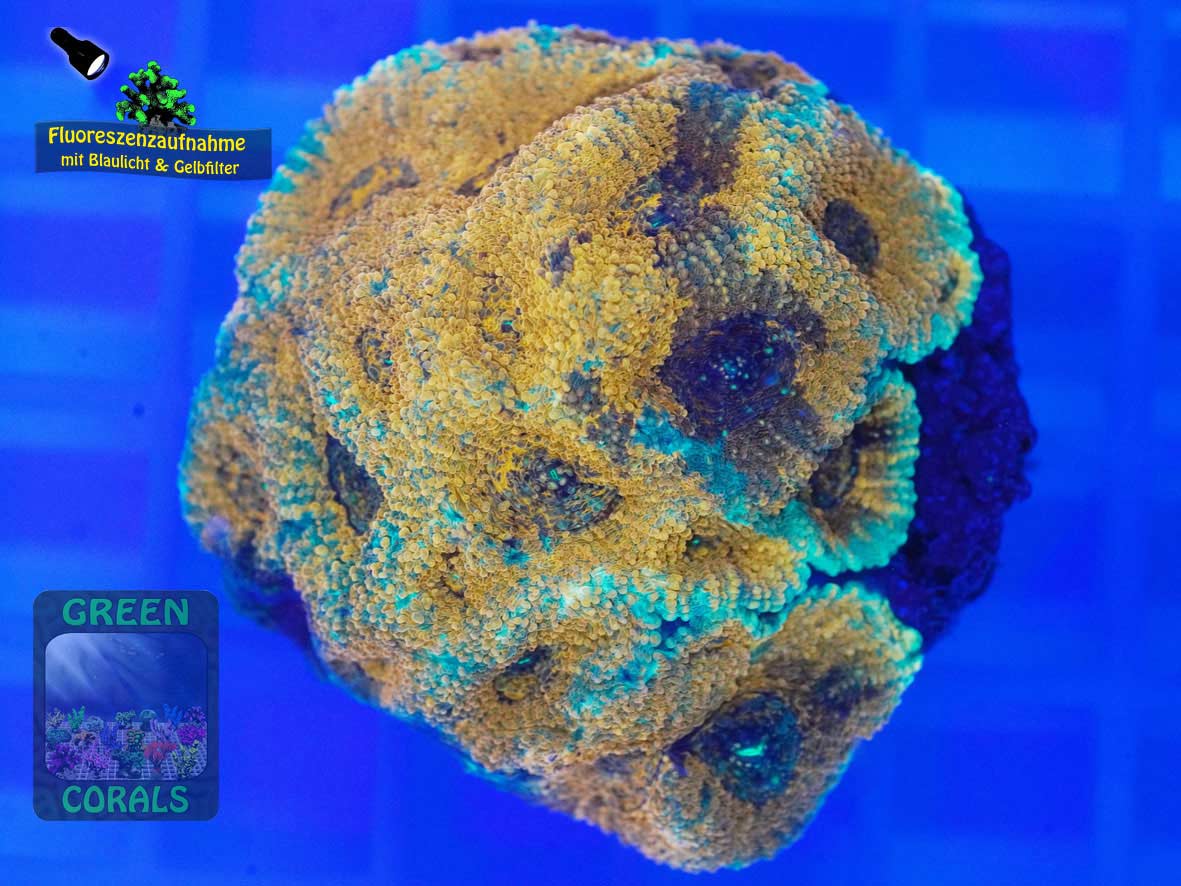 Acanthastrea echinata orange, Fluoreszenzaufnahme Acanthastrea echinata orange, Fluoreszenzaufnahme