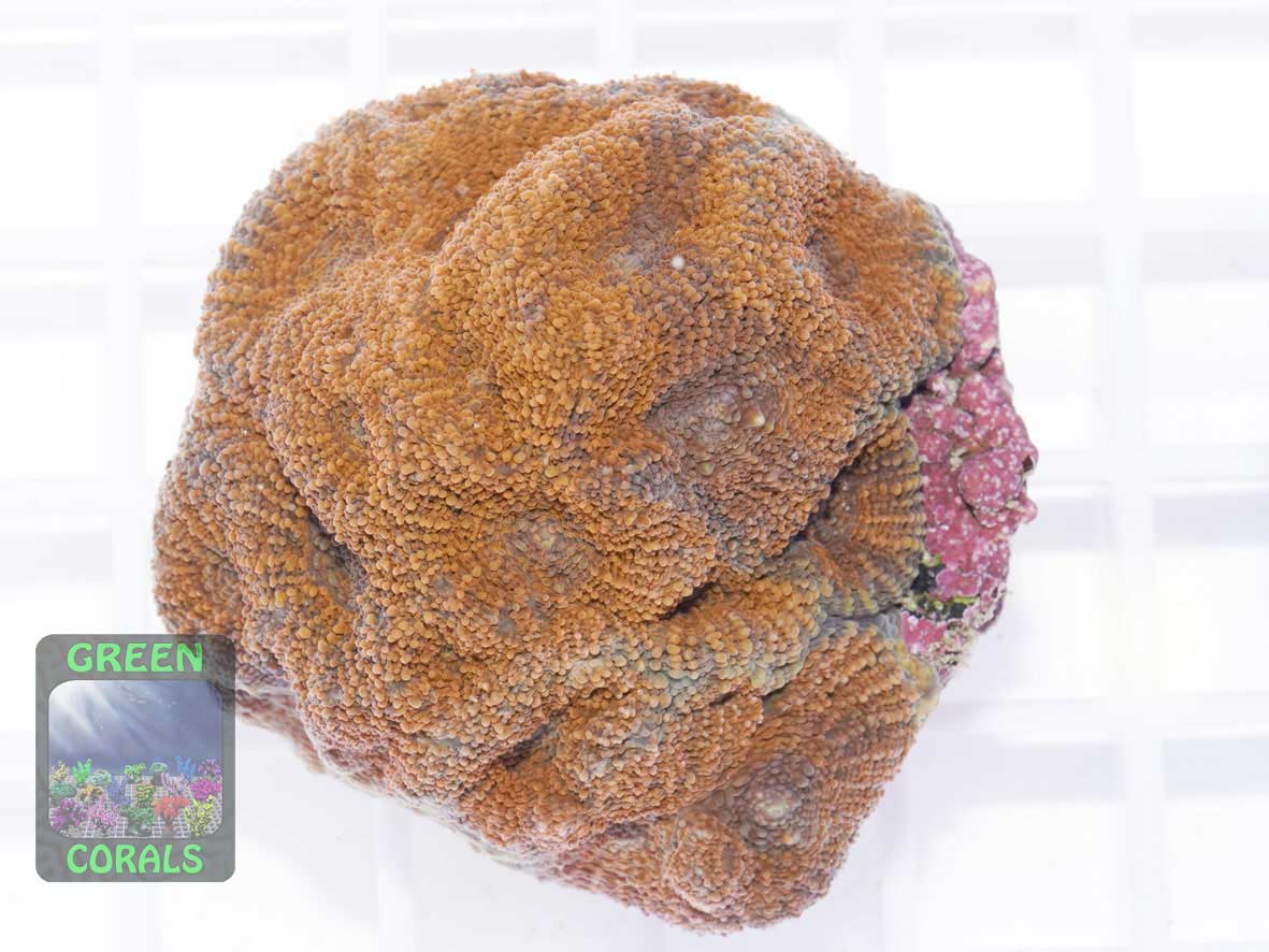 Acanthastrea echinata orange, Größe M Acanthastrea echinata orange, Größe M