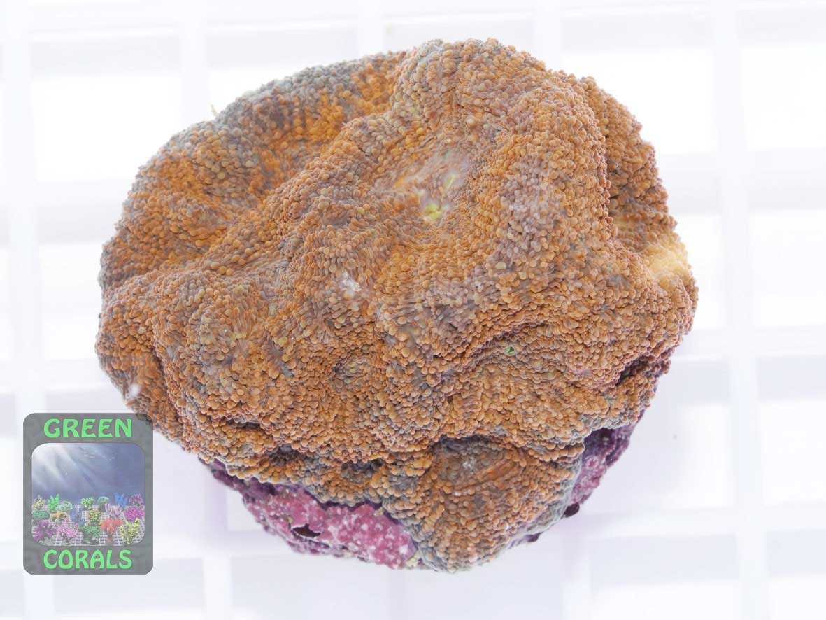 Acanthastrea echinata orange, Größe M Acanthastrea echinata orange, Größe M