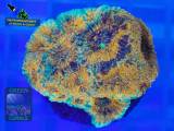 Acanthastrea echinata orange, Fluoreszenzaufnahme