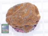 Acanthastrea echinata orange, Größe M