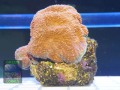 Acanthastrea echinata orange, Größe S