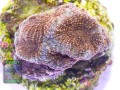 Acanthastrea echinata orange, Größe S