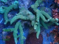 2_Acropora muricata `gruen´_Mutterkolonie