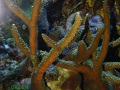 2_Acropora muricata `gruen´_Mutterkolonie