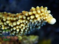 3_Acropora muricata `gruen´-_makro