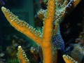 3_Acropora muricata `gruen´