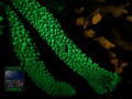 4_Acropora muricata `gruen´_Fluoreszenz