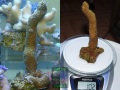 Acropora muricata `gruen´_L