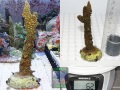 Acropora muricata `gruen´_M