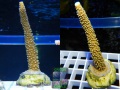Acropora muricata `gruen´_S