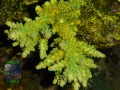 2_Acropora sp.7 `hellgruen´