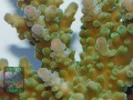 3_Acropora sp.7 `hellgruen´