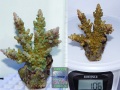 Acropora sp. 7 `hellgruen´-_L